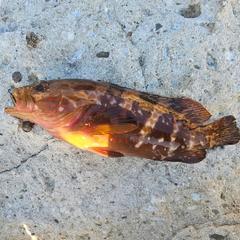 キジハタの釣果