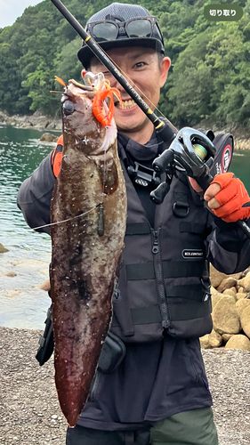 イタチウオの釣果