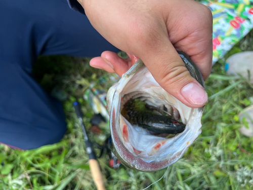 ラージマウスバスの釣果