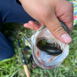 ラージマウスバス