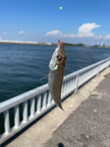 キスの釣果