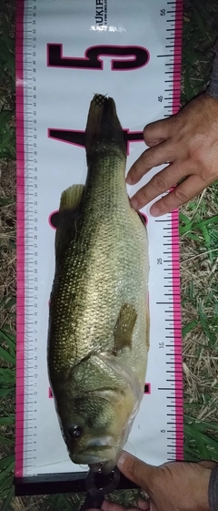 ブラックバスの釣果