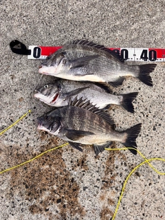 クロダイの釣果