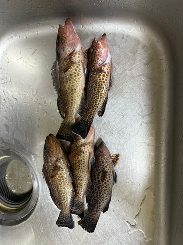 オオモンハタの釣果