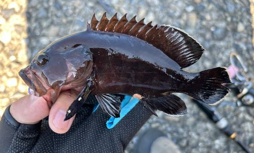 ヤミハタの釣果
