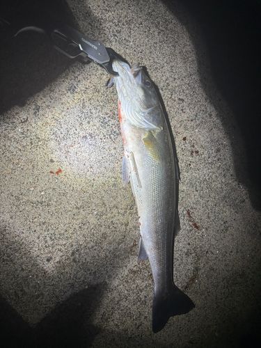 スズキの釣果