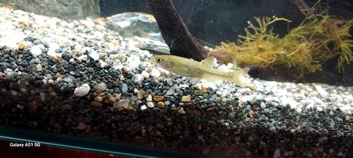 タカハヤの釣果