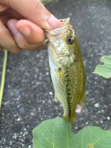 ブラックバスの釣果