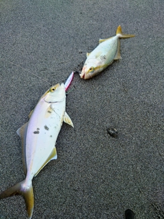 ショゴの釣果