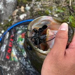 ラージマウスバス