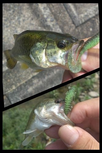 ブラックバスの釣果