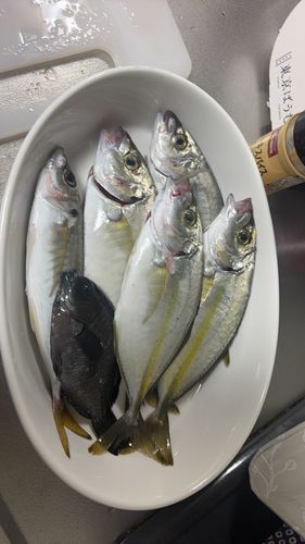 シマアジの釣果