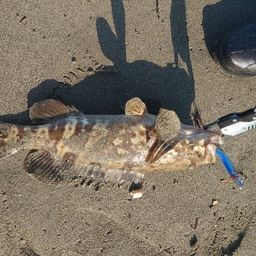 チャイロマルハタ