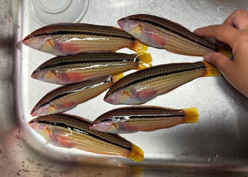キュウセンの釣果