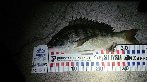 クロダイの釣果