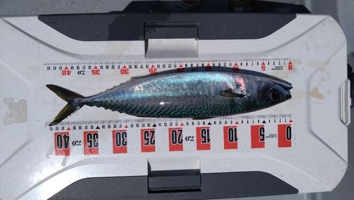 オオモンハタの釣果