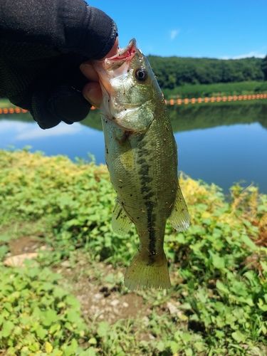 南部片富士湖