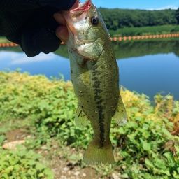 ブラックバス