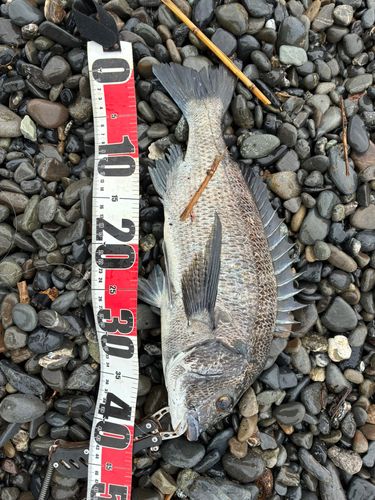 クロダイの釣果