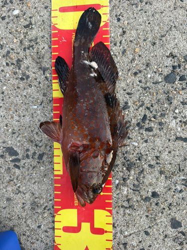 アカハタの釣果