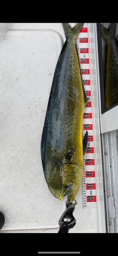 シイラの釣果