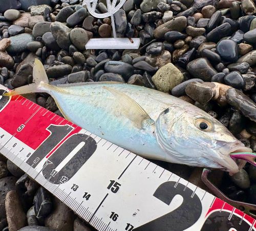 シマアジの釣果