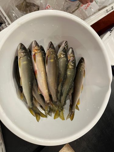 アユの釣果