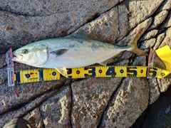 イナダの釣果