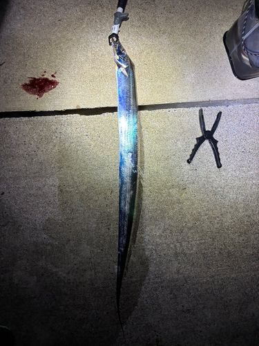 タチウオの釣果