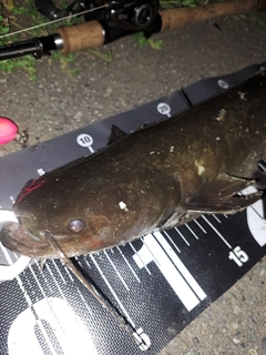 ナマズの釣果