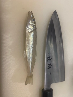 シロギスの釣果