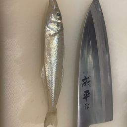 シロギス