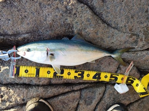 イナダの釣果