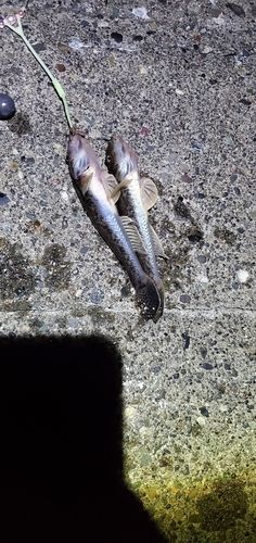 ハゼの釣果