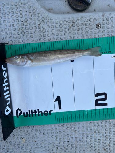 シロギスの釣果