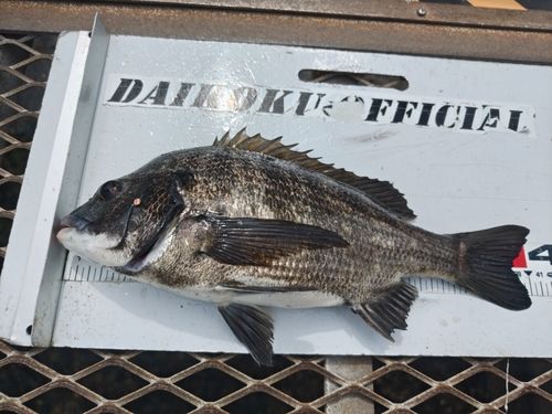 クロダイの釣果
