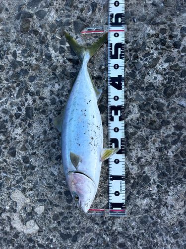 ヤズの釣果