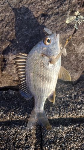 キビレの釣果