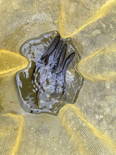 アユの釣果