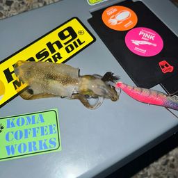 アオリイカ