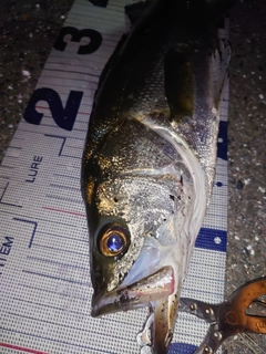 フッコ(マルスズキ)の釣果