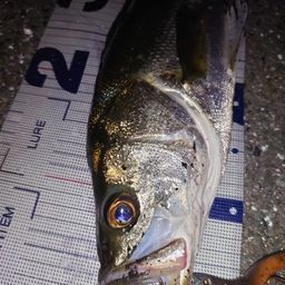 フッコ（マルスズキ）