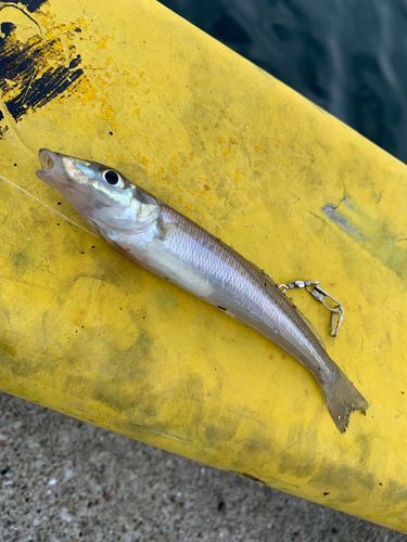 シロギスの釣果
