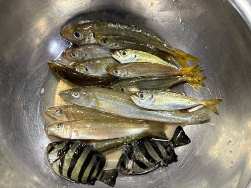 シロギスの釣果