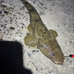 マゴチ
