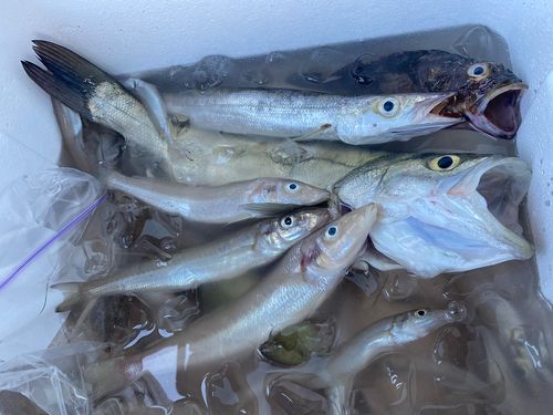 シロギスの釣果