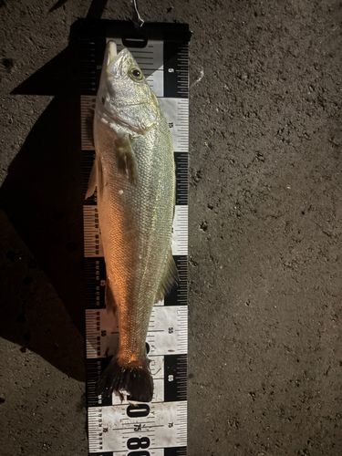 スズキの釣果