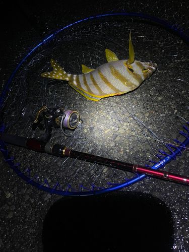 タカノハダイの釣果