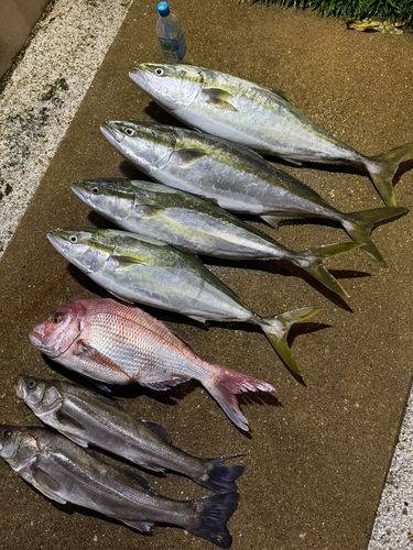 ブリの釣果