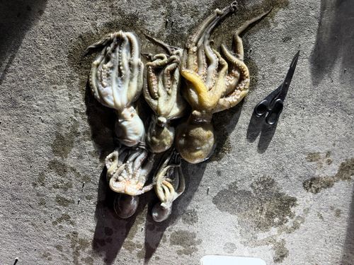 タコの釣果